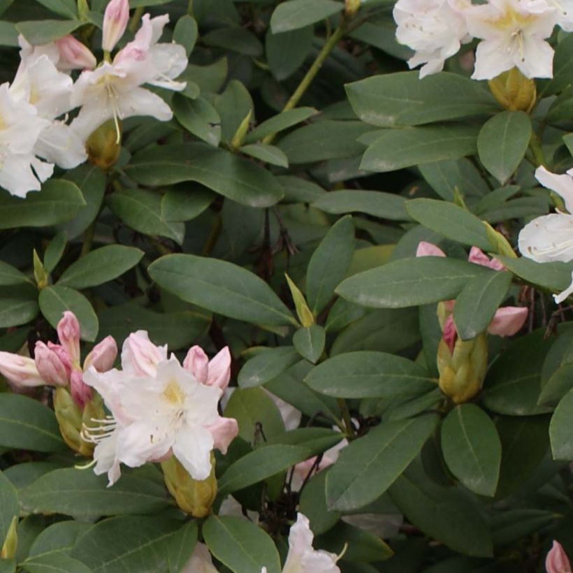 Valkoalppiruusu Cunningham's White (Lehvistö)