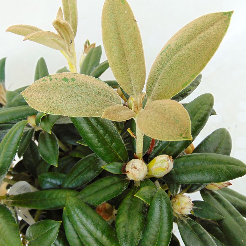 Yakushimanalppiruusu Dusty Miller (Lehvistö)