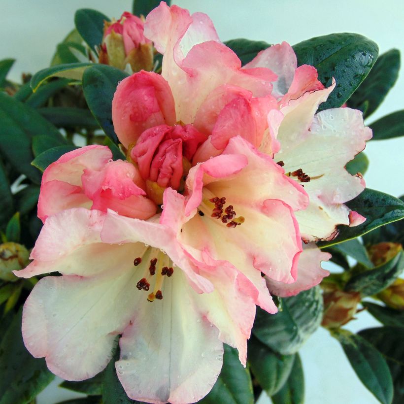 Yakushimanalppiruusu Dusty Miller (Kukinta)