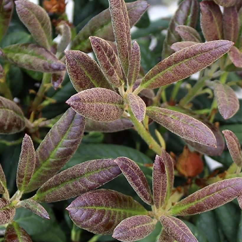 Alppiruusu Elizabeth Red Foliage (Lehvistö)