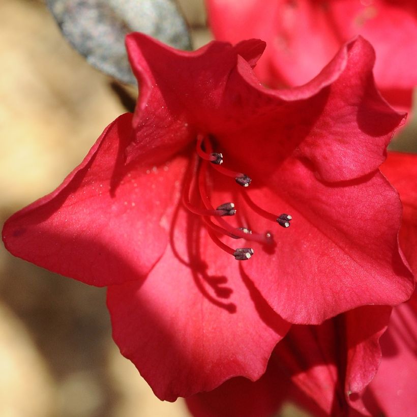 Alppiruusu Elizabeth Red Foliage (Kukinta)