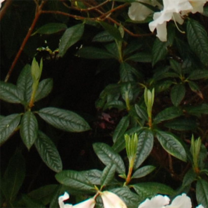 Alppiruusu Fragrantissimum (Lehvistö)