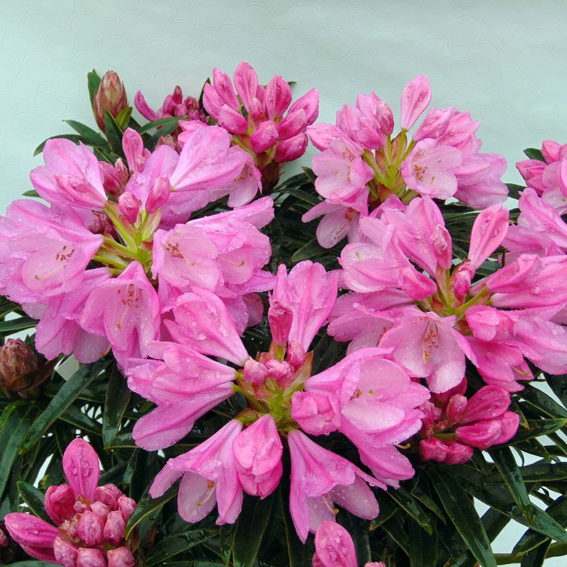 Puistoalppiruusu Graziella (Kukinta)