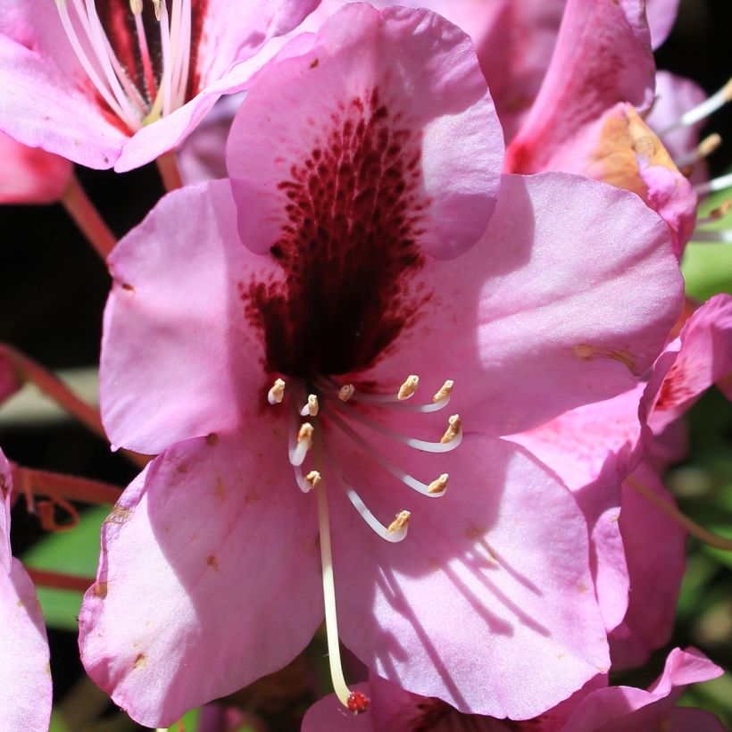 Alppiruusu Kokardia (Kukinta)
