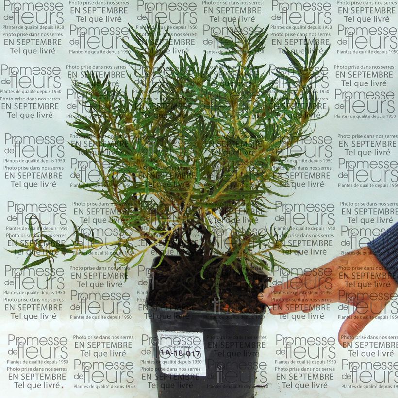 Esimerkki toimitetusta Alppiruusu Linearifolium 2 litran/3 litran ruukku-taimesta