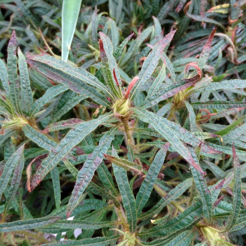 Alppiruusu Linearifolium (Lehvistö)