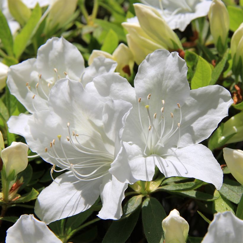 Japaninatsalea Luzi (Kukinta)