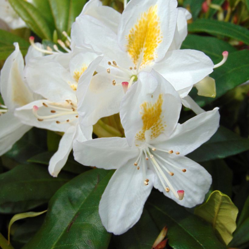 Puistoalppiruusu Madame Masson (Kukinta)