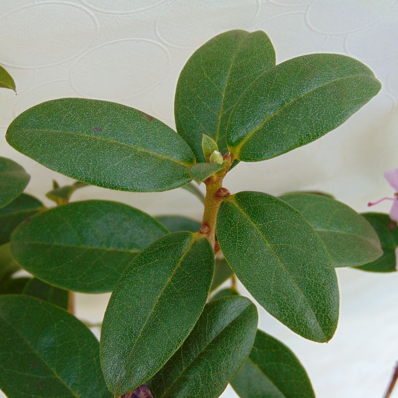 Alppiruusu Praecox (Lehvistö)