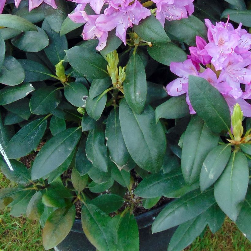Puistoalppiruusu Roseum Elegans (Lehvistö)