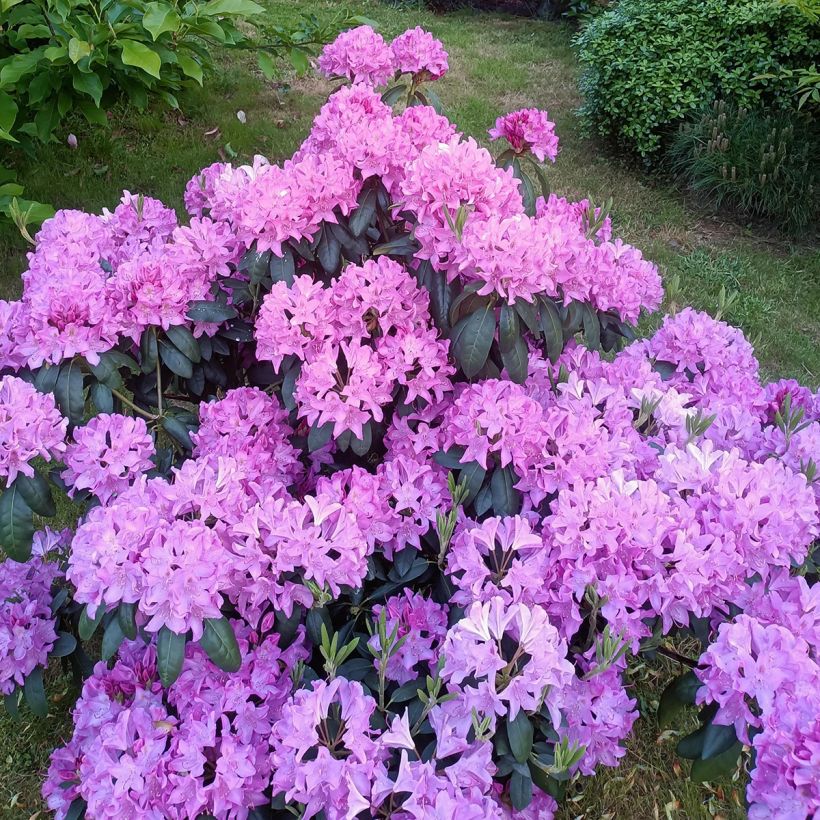Puistoalppiruusu Roseum Elegans (Kasvutapa)