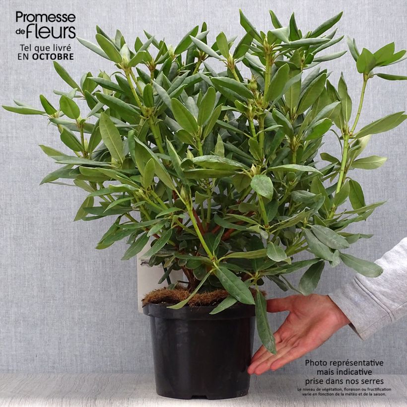 Esimerkki syksyllä toimitetusta Puistoalppiruusu Roseum Elegans 4 litran/5 litran ruukku-taimesta