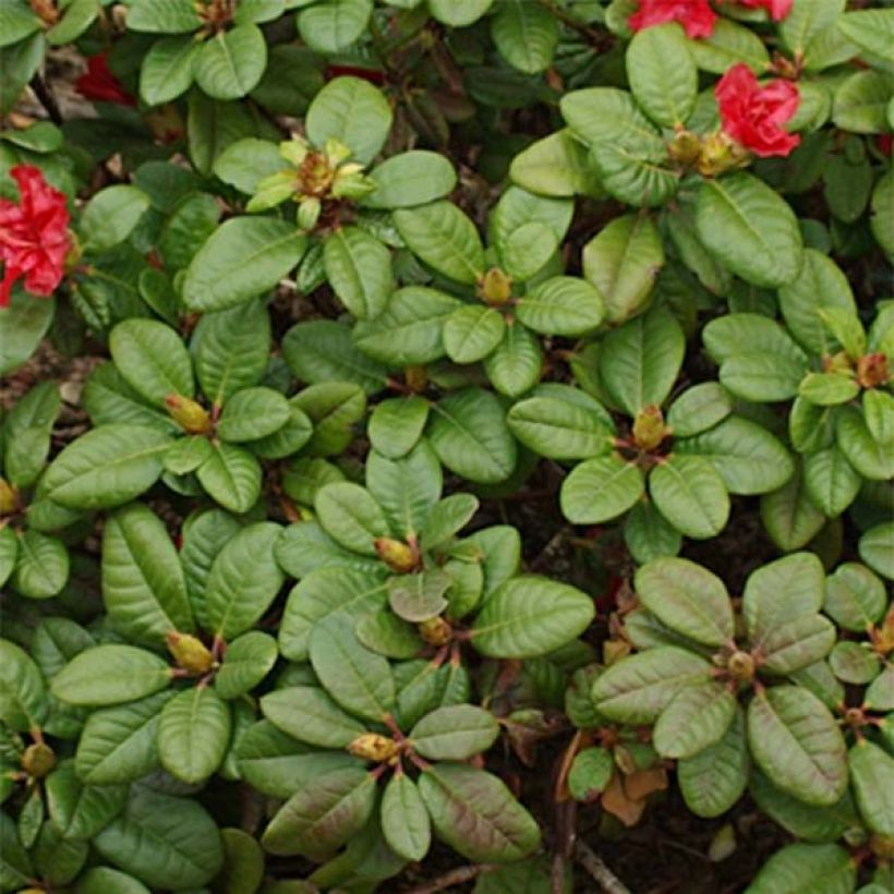 Alppiruusu Scarlet Wonder (Lehvistö)