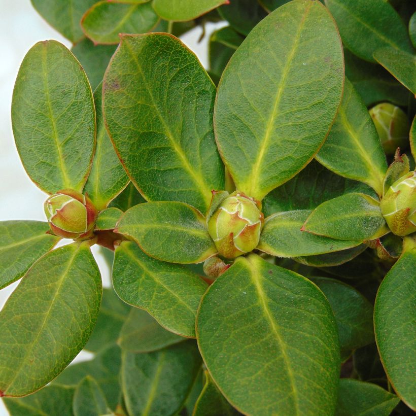 Alppiruusu Shamrock (Lehvistö)
