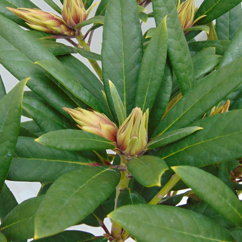 Alppiruusu Tortoiseshell Orange (Lehvistö)