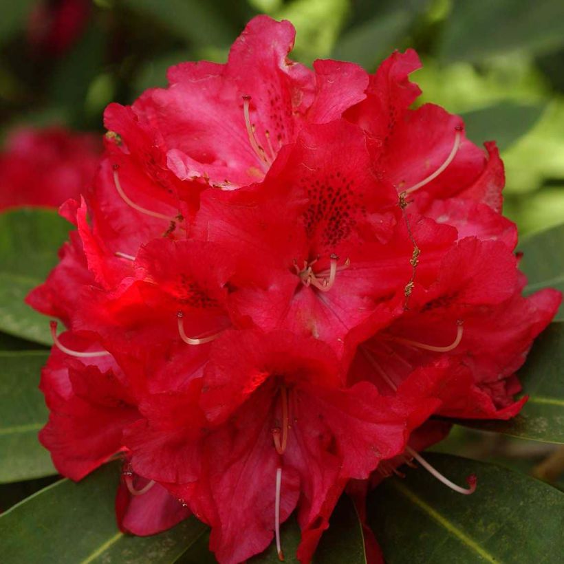 Alppiruusu Wilgen's Ruby (Kukinta)