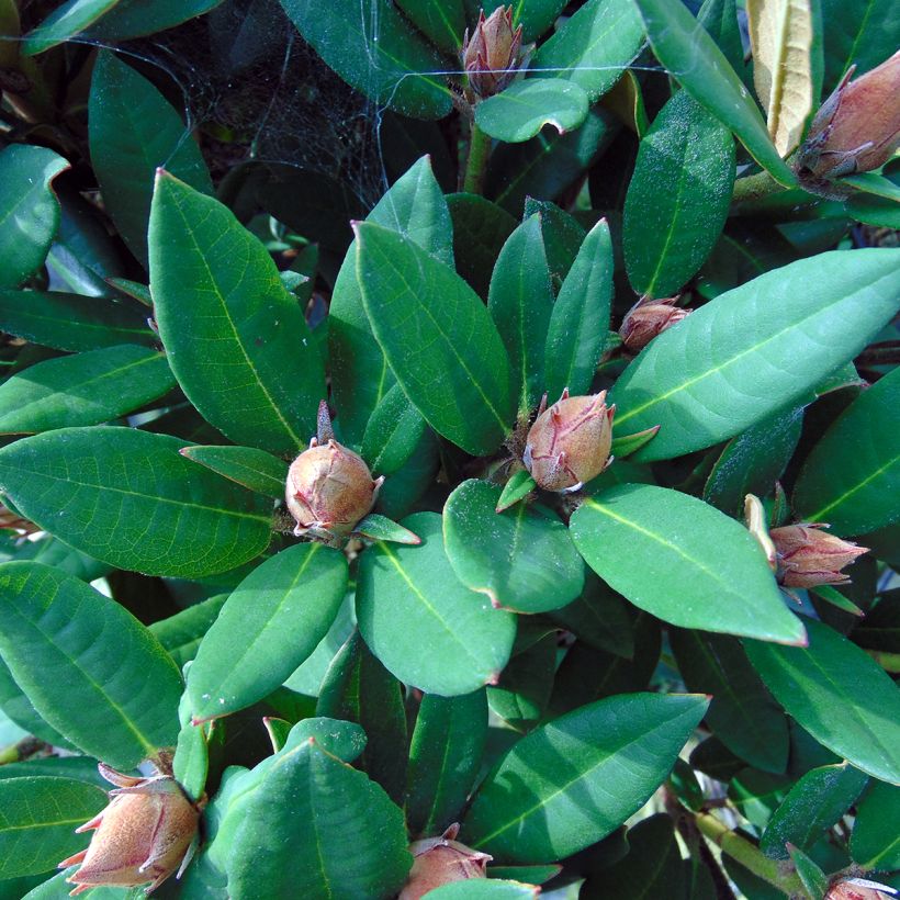 Alppiruusu Winsome (Lehvistö)