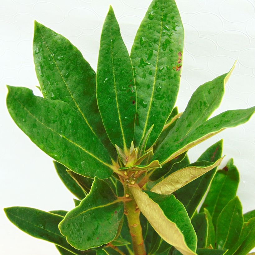 Puistoalppiruusu - Rhododendron arboreum subsp. arboreum (Lehvistö)