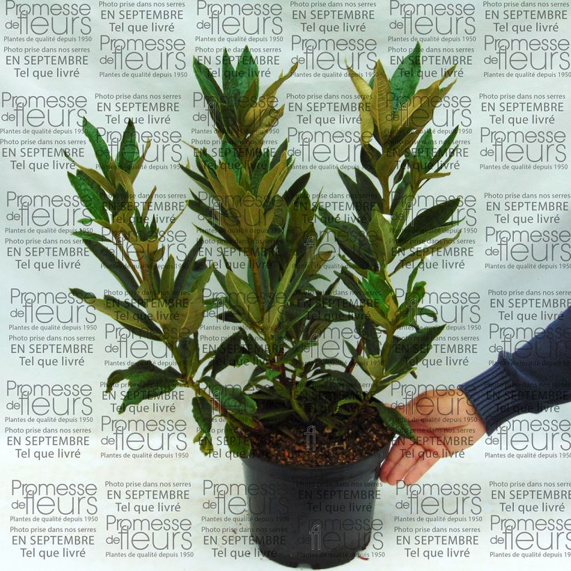 Esimerkki toimitetusta Puistoalppiruusu - Rhododendron arboreum subsp. arboreum 12 litran/15 litran ruukku-taimesta