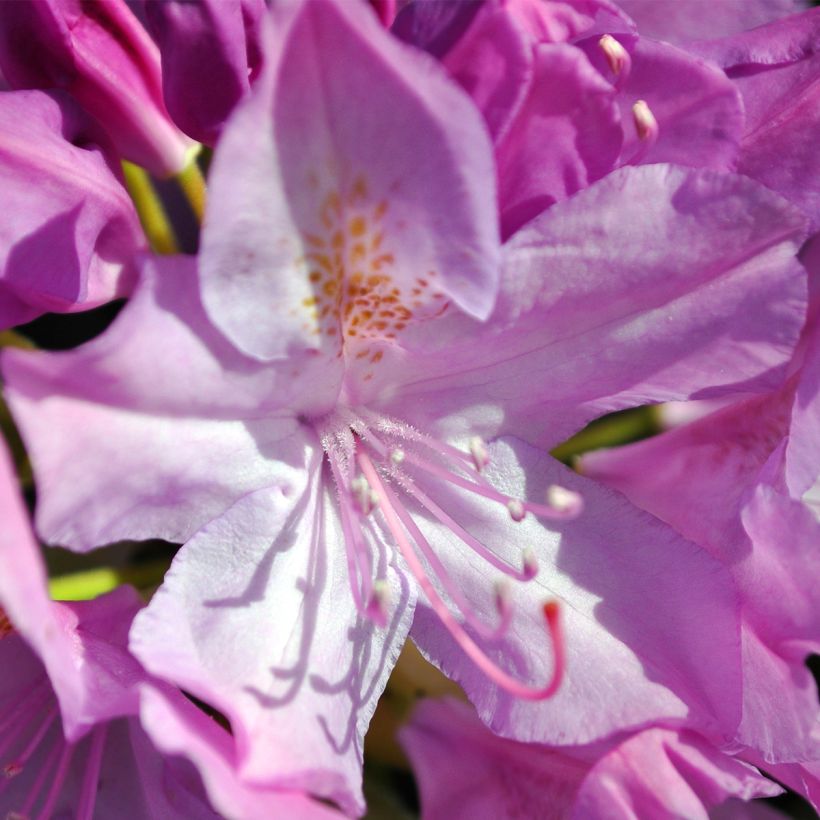 Alppiruusu Boursault (Kukinta)