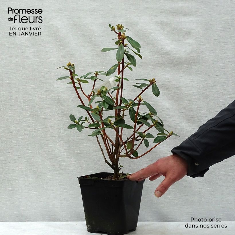 Esimerkki talvella toimitetusta Puistoalppiruusu - Rhododendron cinnabarinum 3 litran/4 litran ruukku-taimesta