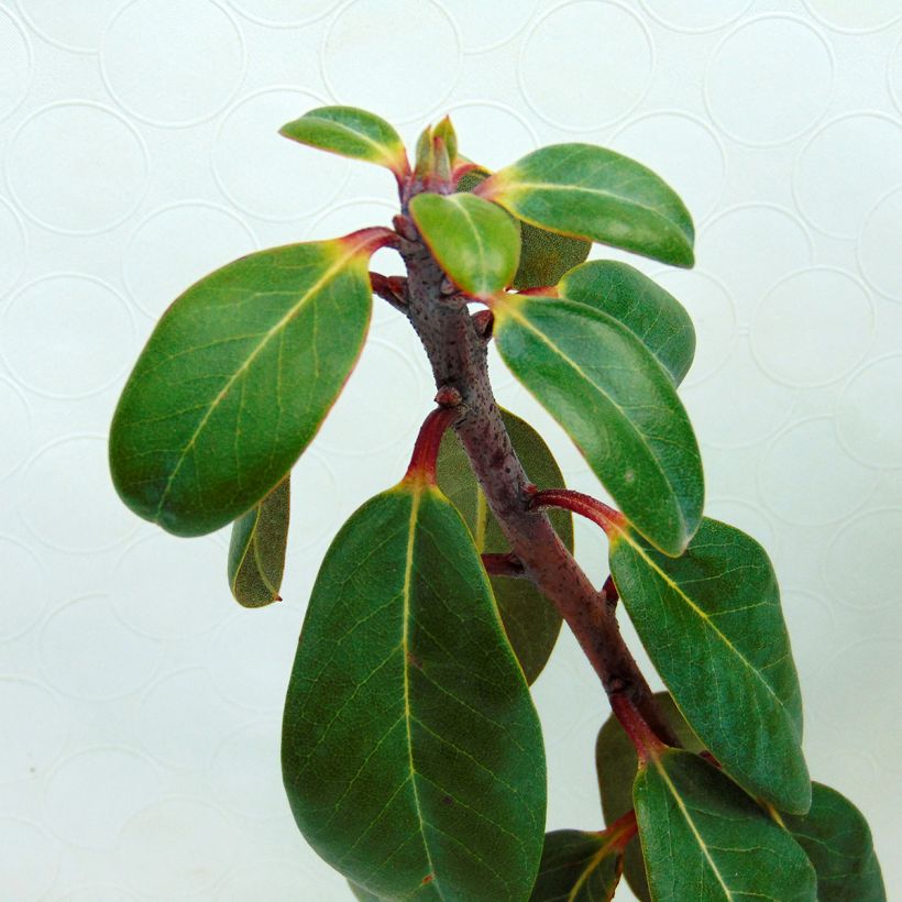 Puistoalppiruusu - Rhododendron cinnabarinum (Lehvistö)
