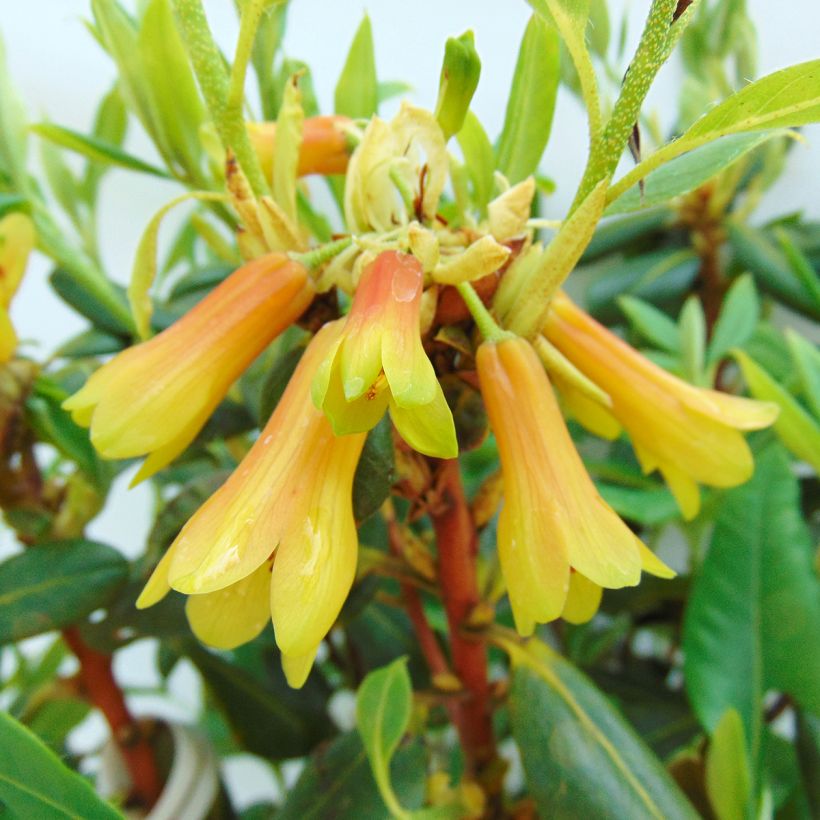 Puistoalppiruusu - Rhododendron cinnabarinum (Kukinta)