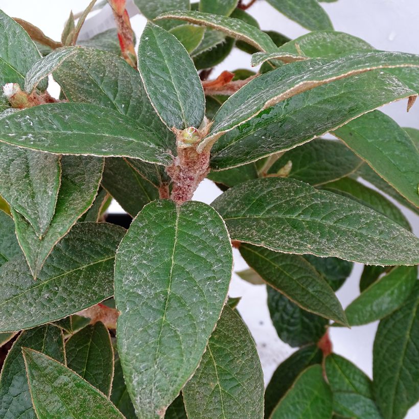 Alppiruusu - Rhododendron edgeworthii (Lehvistö)