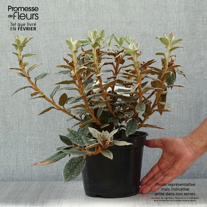 Esimerkki syksyllä toimitetusta Alppiruusu - Rhododendron edgeworthii 3 litran/4 litran ruukku-taimesta
