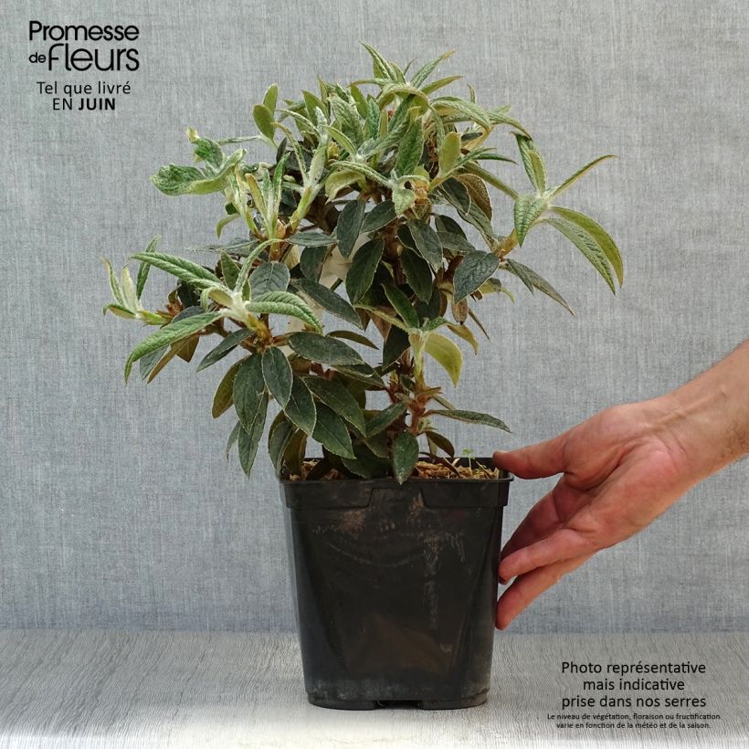 Esimerkki kesällä toimitetusta Alppiruusu - Rhododendron edgeworthii 3 litran/4 litran ruukku-taimesta