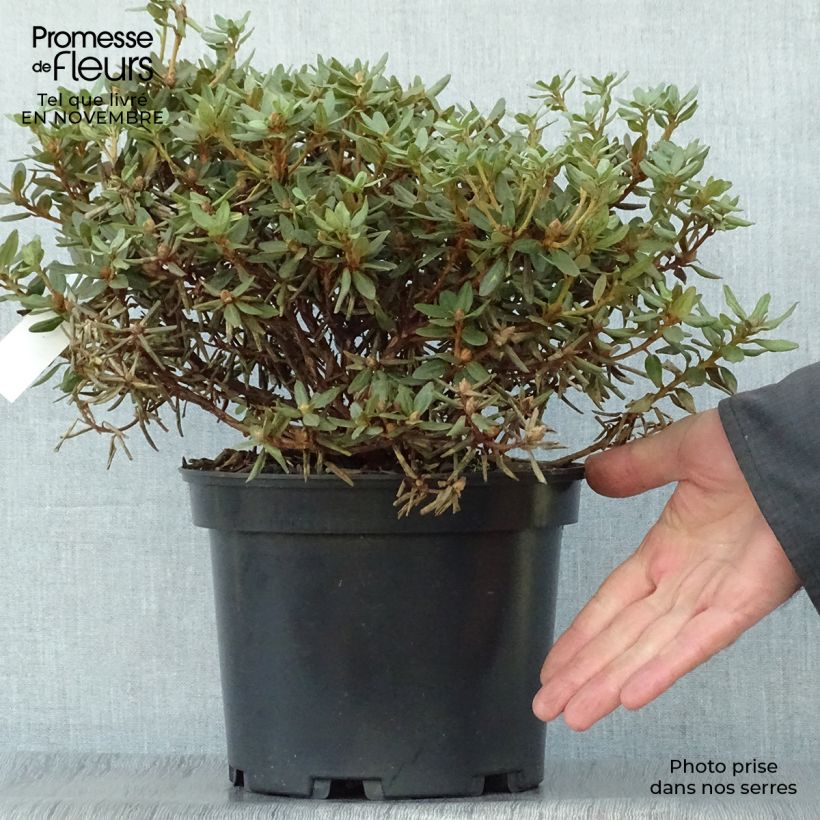 Esimerkki syksyllä toimitetusta Alppiruusu Rhododendron impeditum 2 litran/3 litran ruukku-taimesta