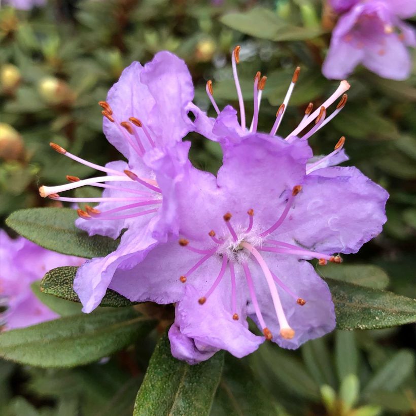 Alppiruusu Rhododendron impeditum (Kukinta)