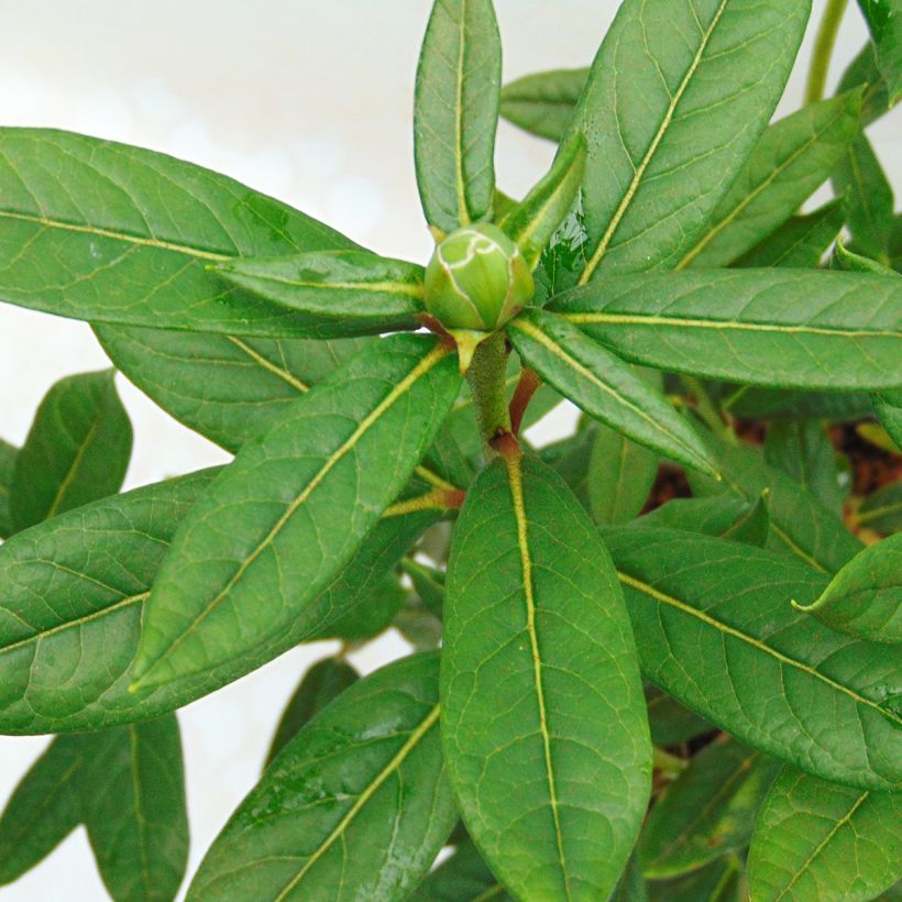Puistoalppiruusu - Rhododendron lindleyi (Lehvistö)