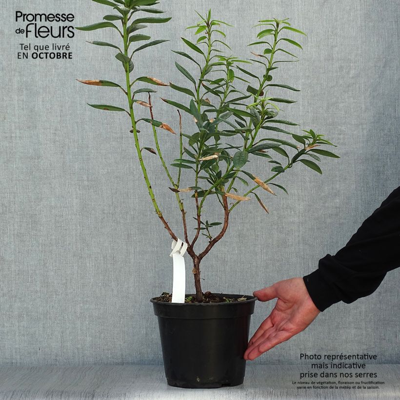 Esimerkki syksyllä toimitetusta Puistoalppiruusu - Rhododendron lindleyi 4 litran/5 litran ruukku-taimesta