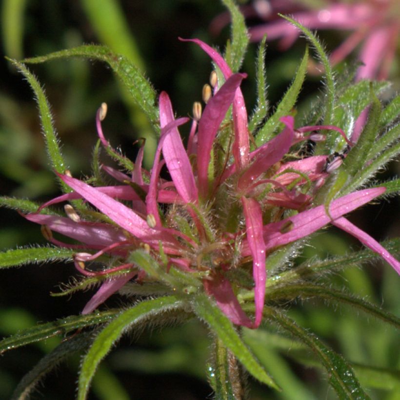 Alppiruusu Linearifolium (Kukinta)
