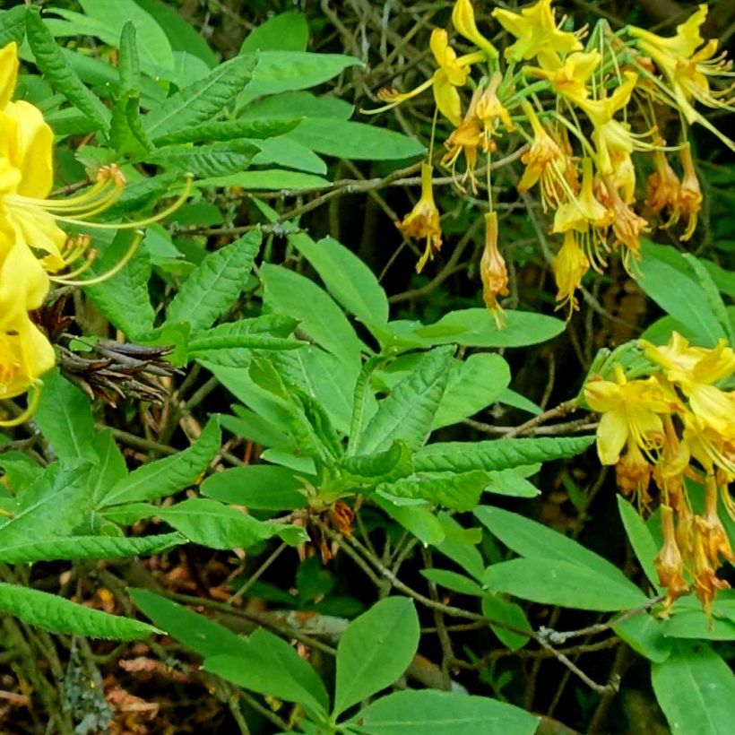 Kelta-atsalea - Rhododendron luteum (Lehvistö)