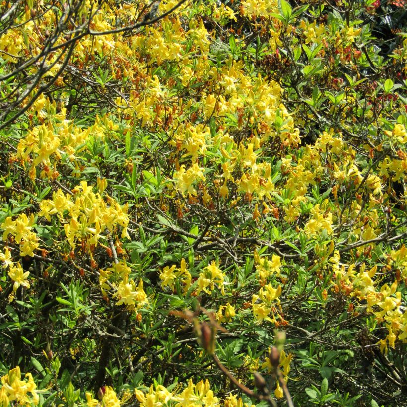 Kelta-atsalea - Rhododendron luteum (Kukinta)