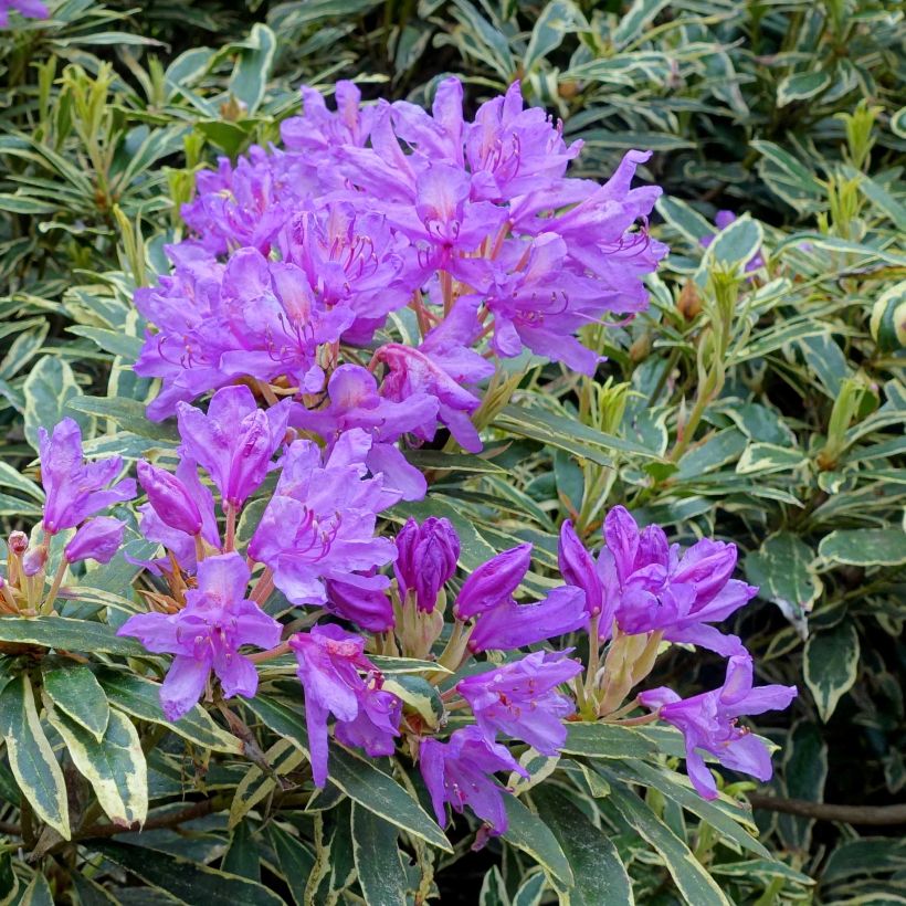 Turkinalppiruusu Variegatum (Kukinta)