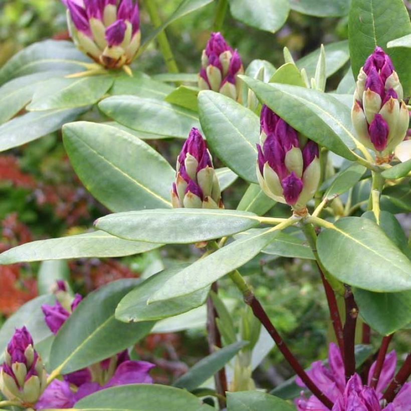 Turkinalppiruusu - Rhododendron ponticum (Lehvistö)