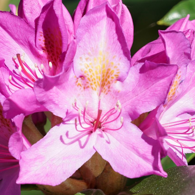 Turkinalppiruusu Roseum (Kukinta)