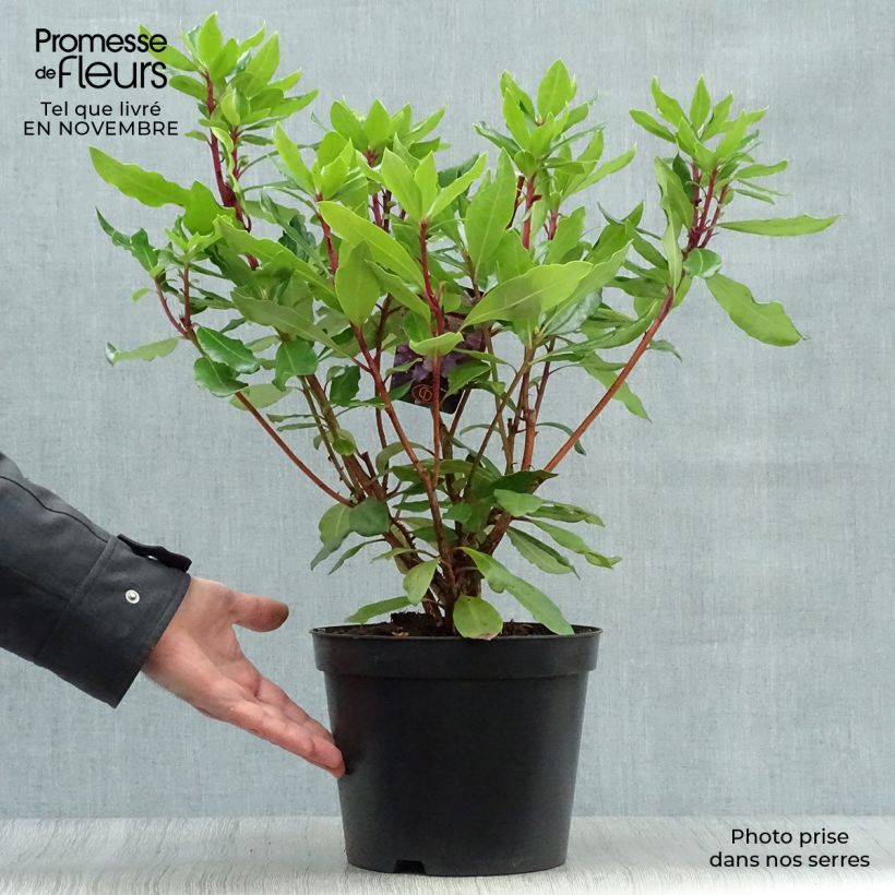 Esimerkki syksyllä toimitetusta Turkinalppiruusu - Rhododendron ponticum 3 litran/4 litran ruukku-taimesta
