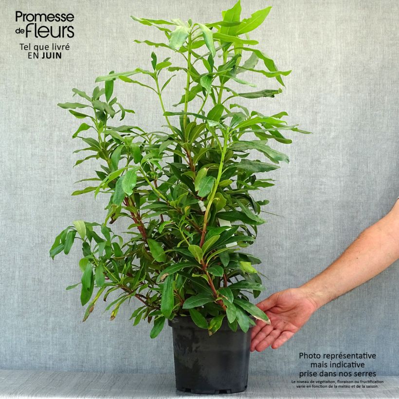 Esimerkki kesällä toimitetusta Turkinalppiruusu - Rhododendron ponticum 3 litran/4 litran ruukku-taimesta
