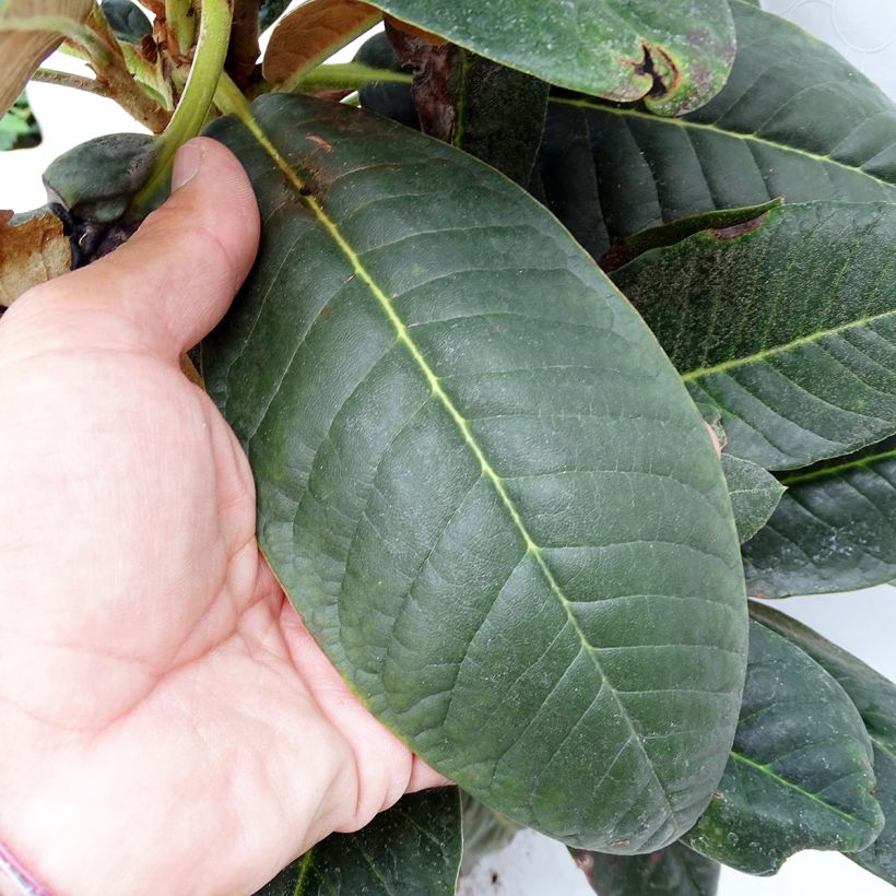 Kuningasalppiruusu - Rhododendron rex (Lehvistö)