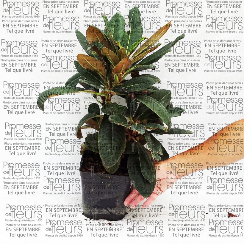 Esimerkki toimitetusta Kuningasalppiruusu - Rhododendron rex 3 litran/4 litran ruukku-taimesta