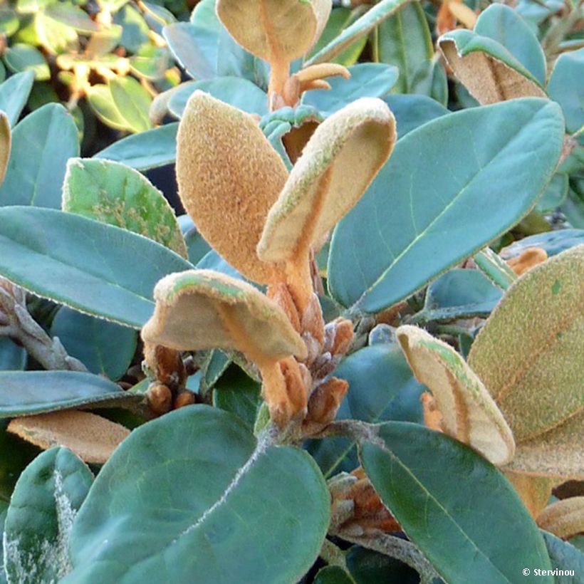 Alppiruusu - Rhododendron tsariense (Lehvistö)