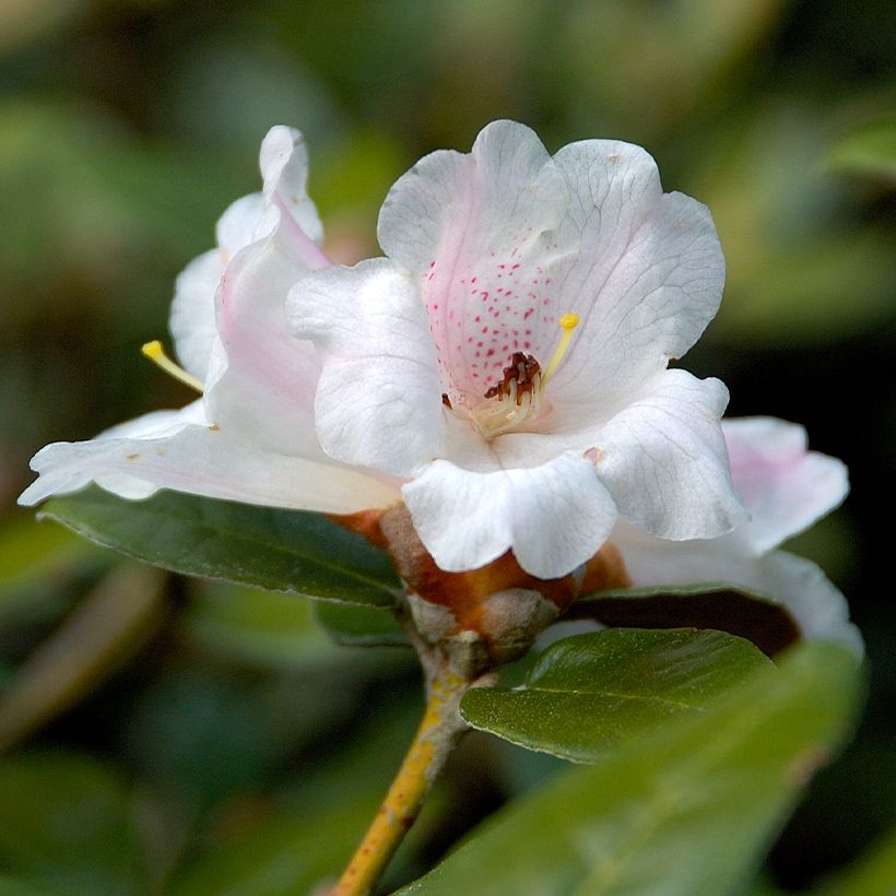 Alppiruusu - Rhododendron tsariense (Kukinta)