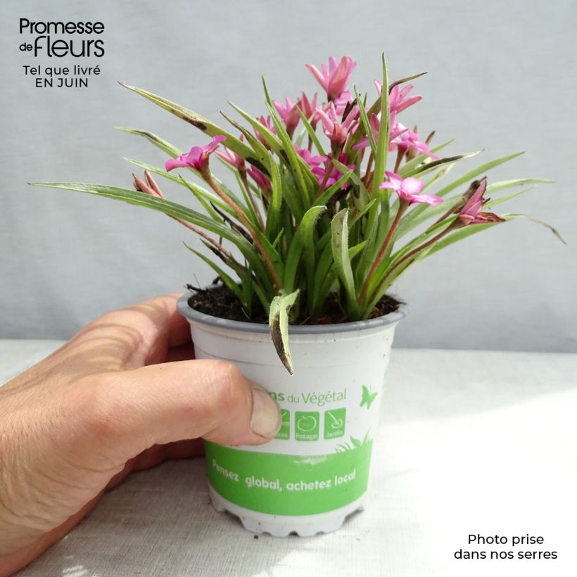 Esimerkki kesällä toimitetusta Rhodohypoxis Fairytale Pot de 1,5L/2L-taimesta