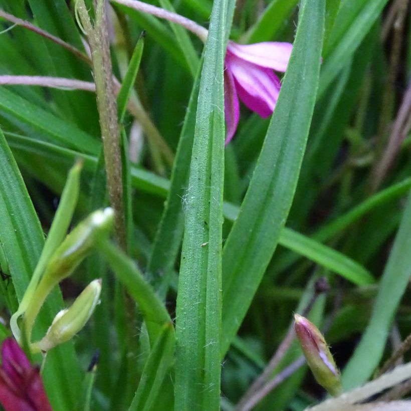 Rhodohypoxis Fairytale (Lehvistö)