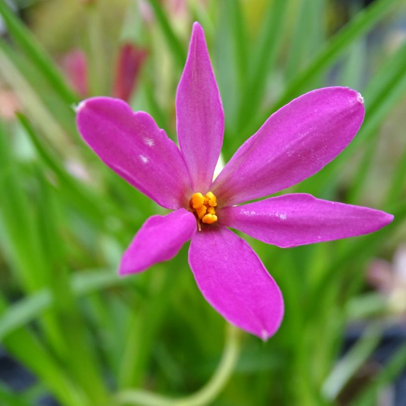Rhodohypoxis Fairytale (Kukinta)