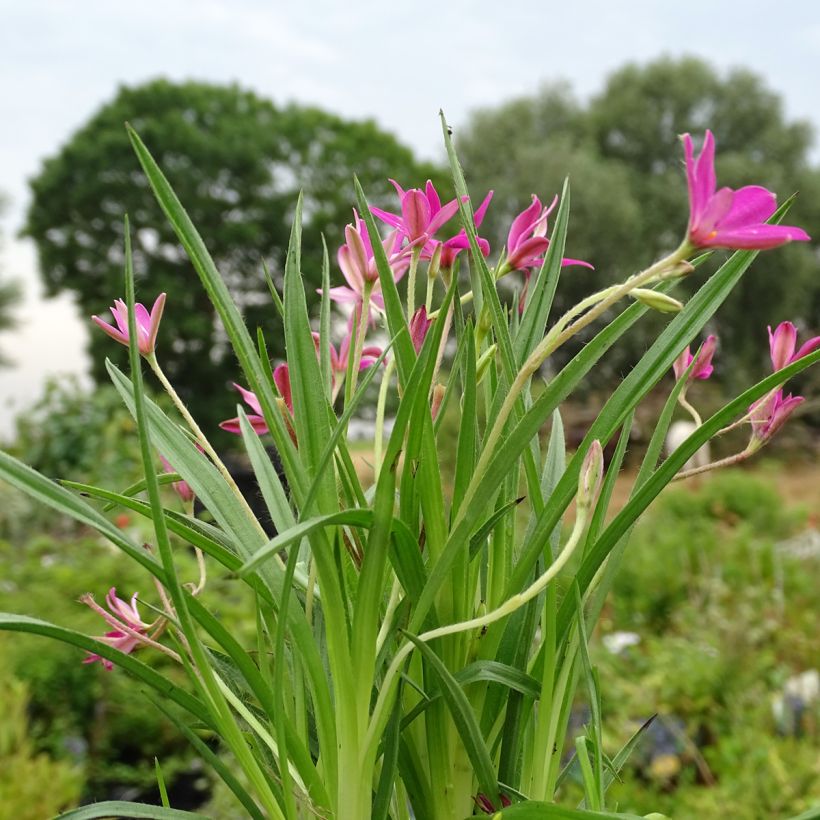 Rhodohypoxis Fairytale (Kasvutapa)